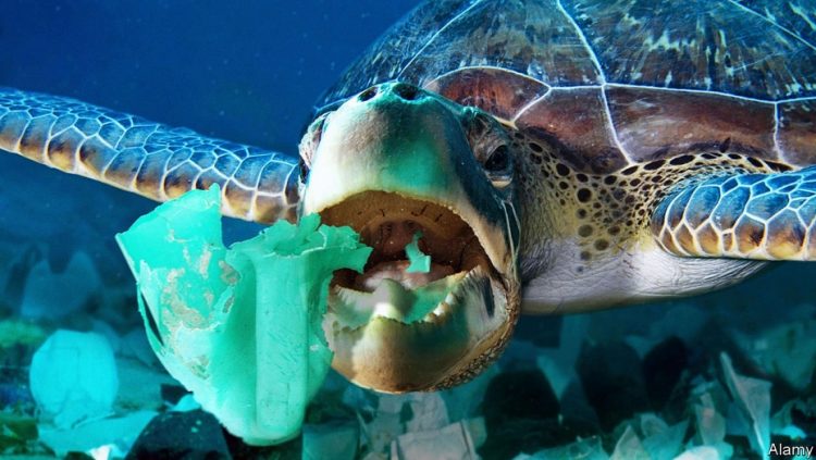 Rùa biển thường nhầm lẫn túi nhựa là thức ăn