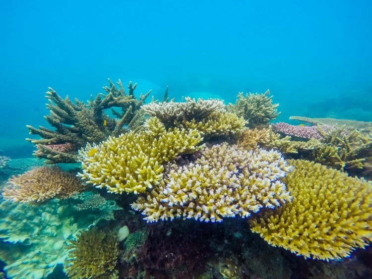 San hô giá trị sinh thái lớn trong đại dương