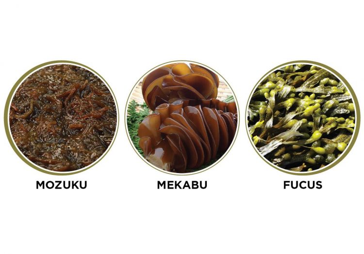 Fucoidan thường được lấy từ tảo nâu Mozuku, Mekabu và Kombu