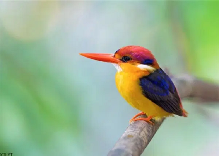 Top 10 loài động vật có màu sắc cuốn hút nhất thế giới