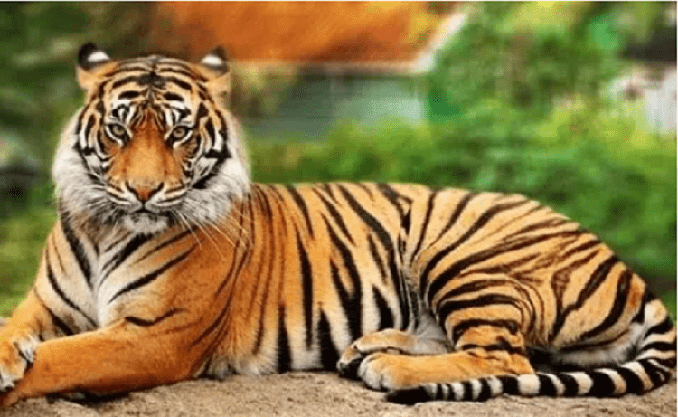 Top 10 loài động vật có màu sắc cuốn hút nhất thế giới
